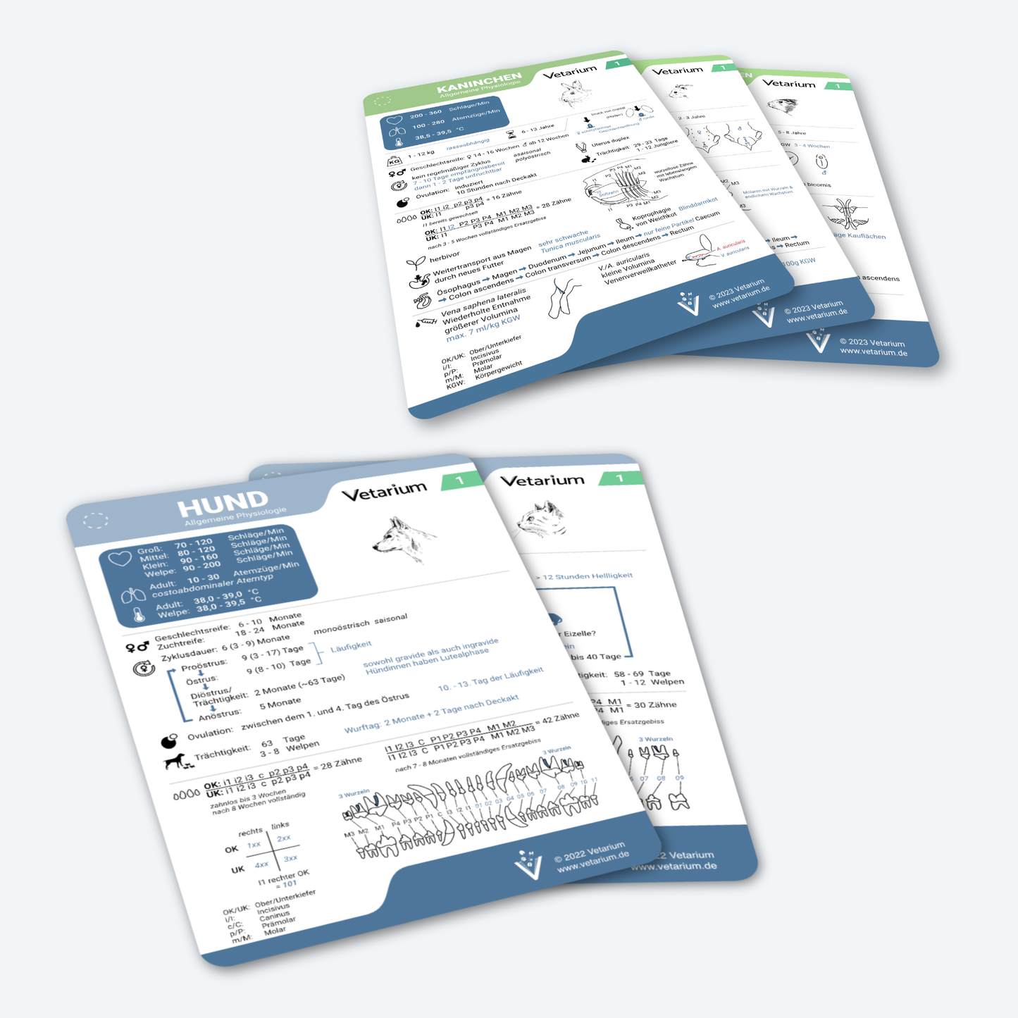 Set Klein und Heimtiere "Allgemeine Physiologie" (5 Lernkarten)