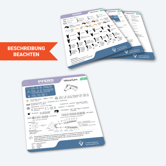 Set Pferd "Allgemeine Physiologie, Signalement, Impfungen, Entwurmung" (4 Lernkarten)