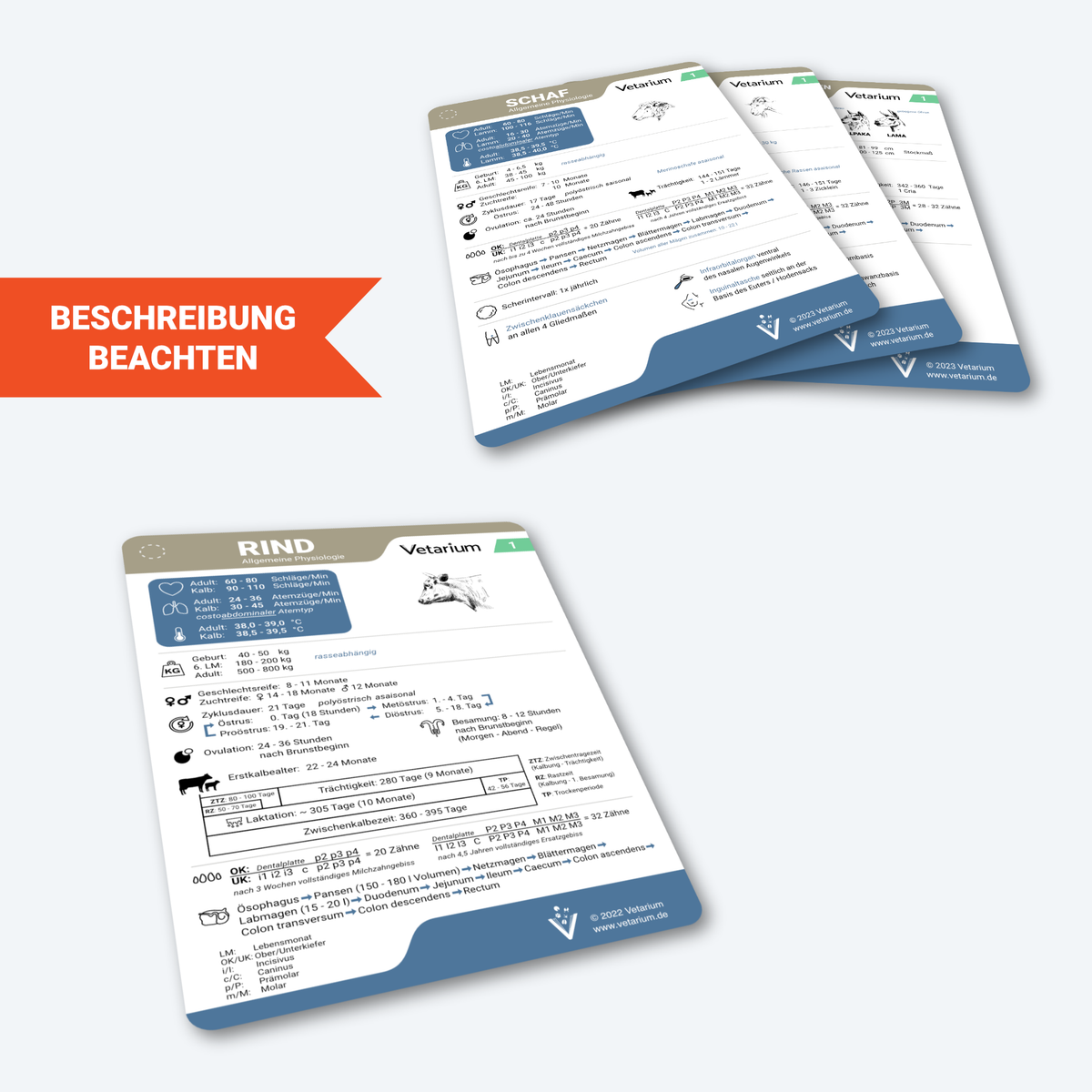 Set Wiederkäuer "Allgemeine Physiologie" (4 Lernkarten)