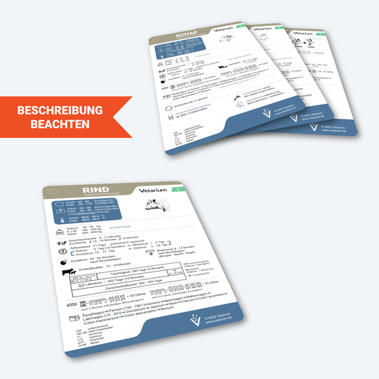 Set Wiederkäuer "Allgemeine Physiologie" (4 Lernkarten)